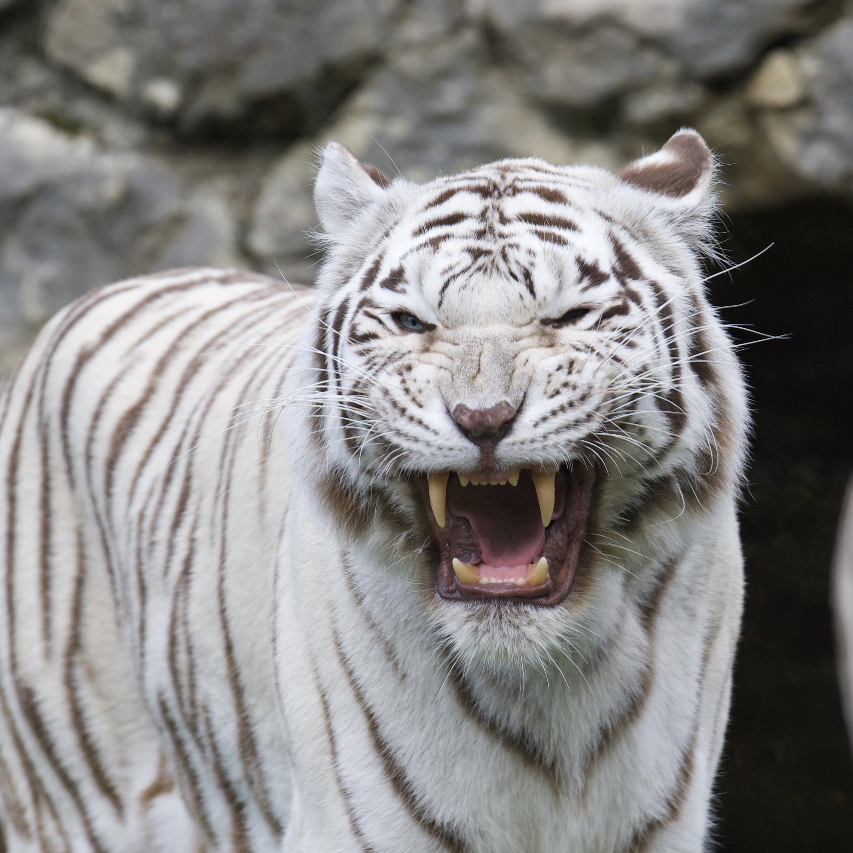 White Tiger